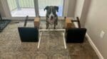 Dog Agility Jumps 3 Easy & Cheap Options Your Dog Will Love