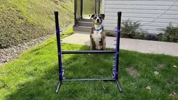 Diy dog agility jumps: 4 easy options your dog will love