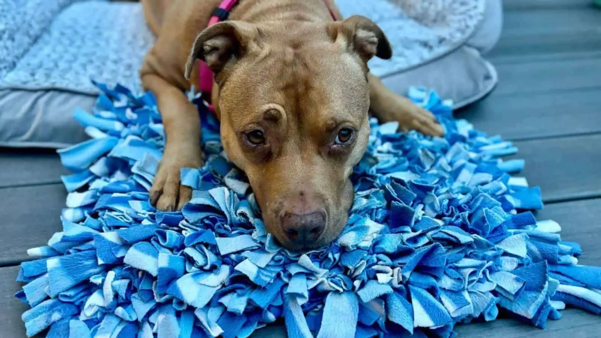 Diy snuffle mats are an easy option to enrich your dog