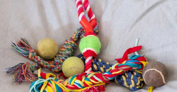 Collection of dog balls and rope toys