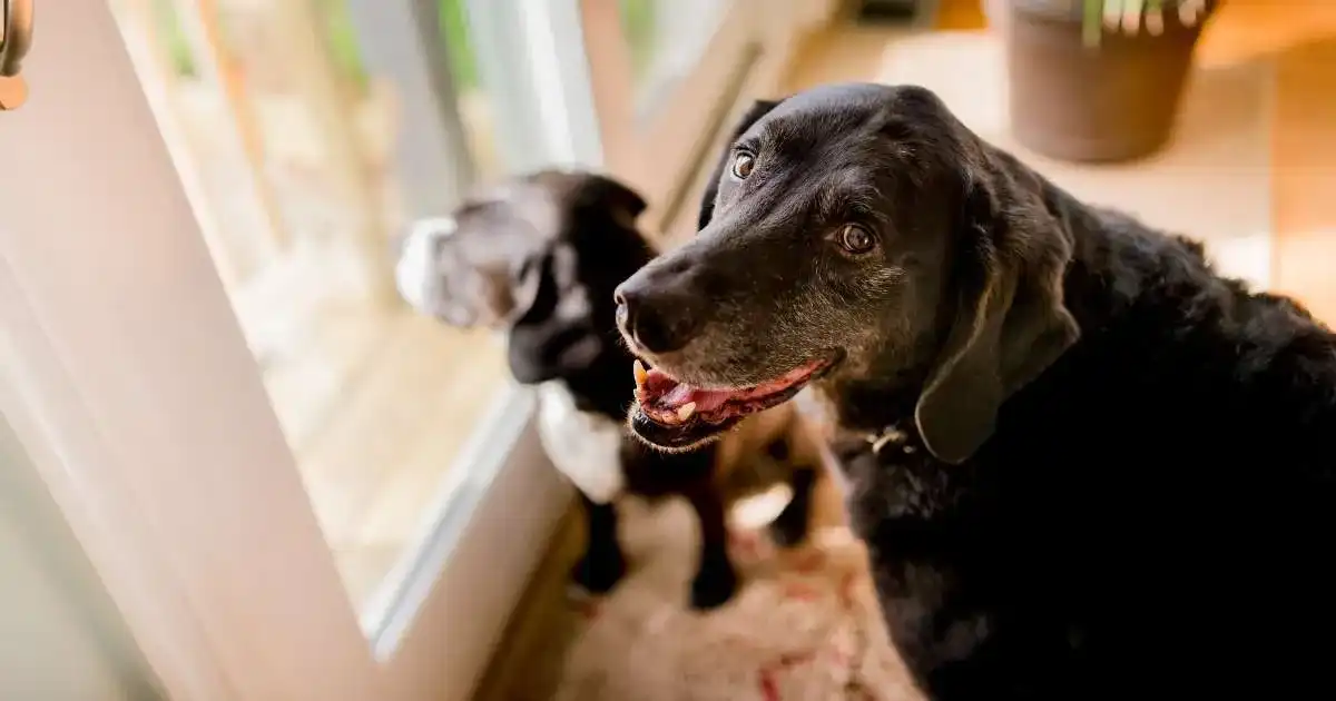 Our Favorite Indoor Exercise For Dogs