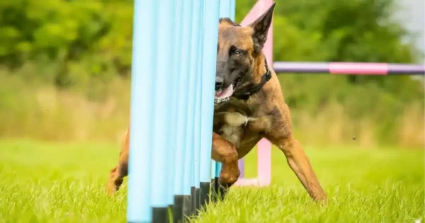 Large brown dog weaving through agility poles