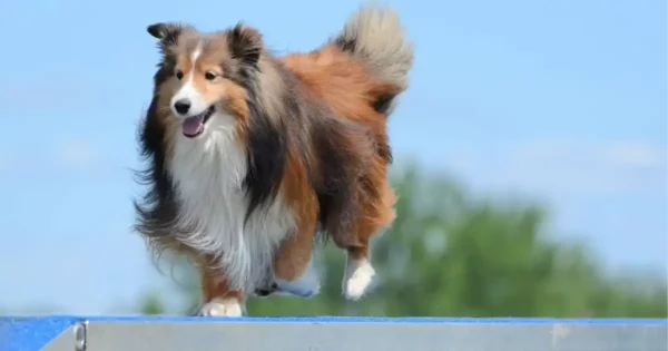 Collie on agility platform