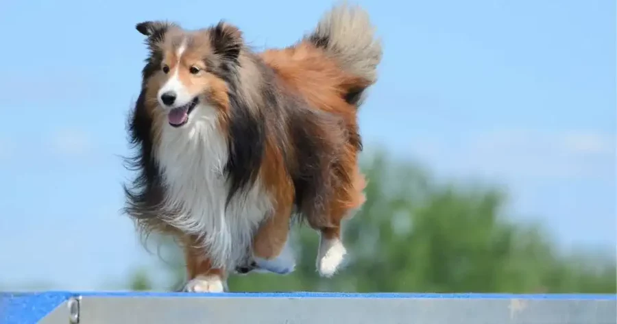 Collie on agility platform