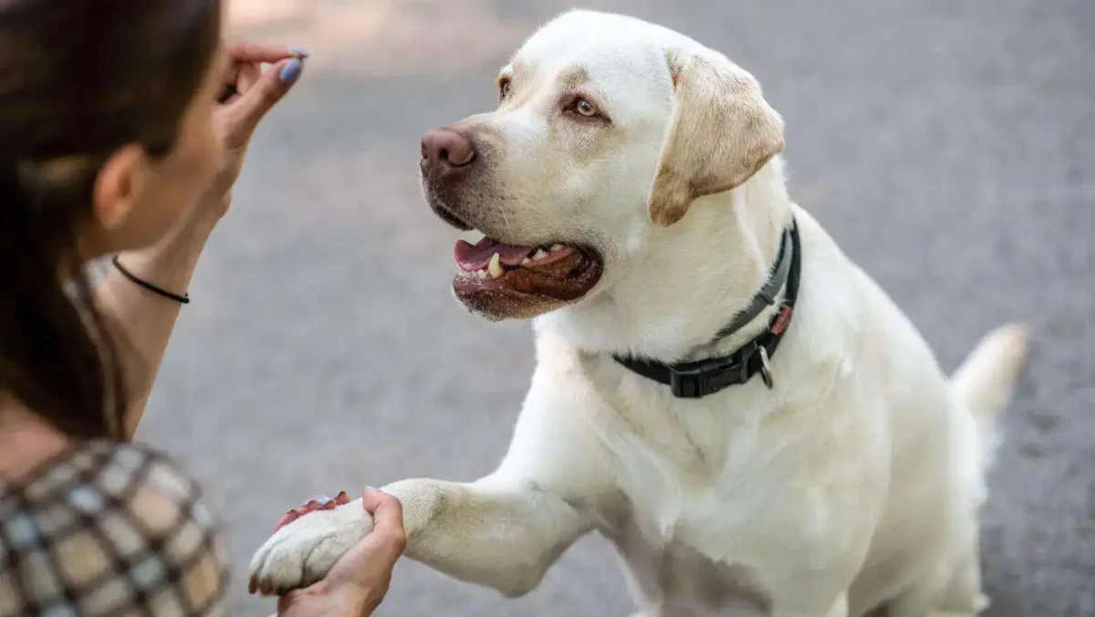 puppr offers a free and fun way to teach your dog new behaviors 1 Puppr review: a review of our favorite dog training app! 8