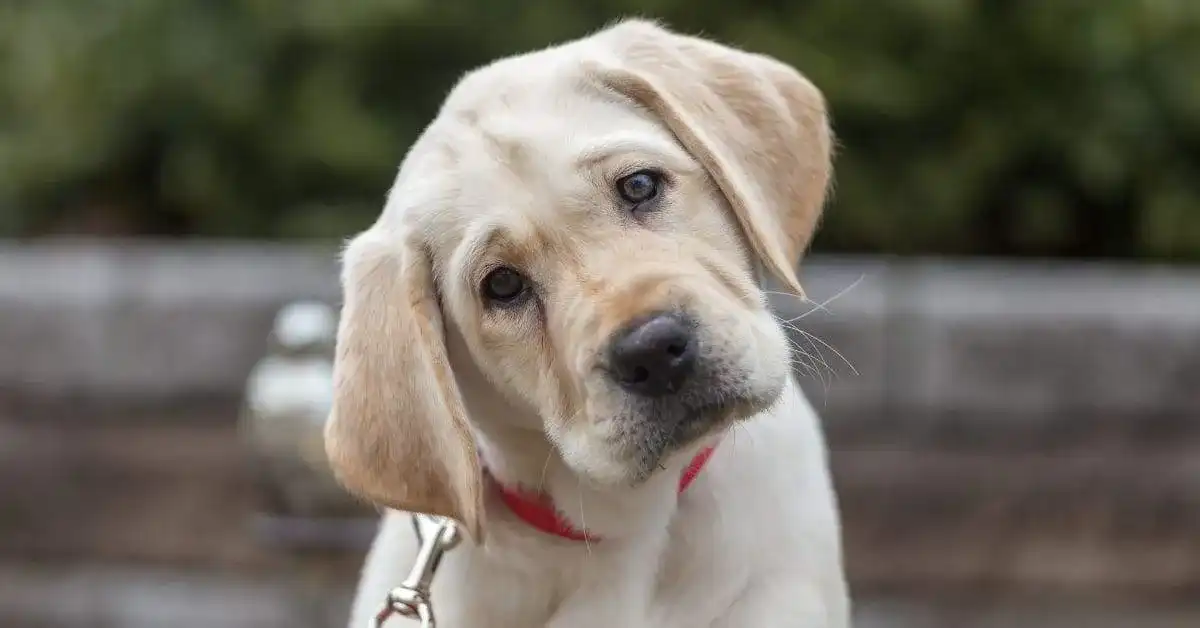 Beginner nose work for dogs (your pup will love it)!