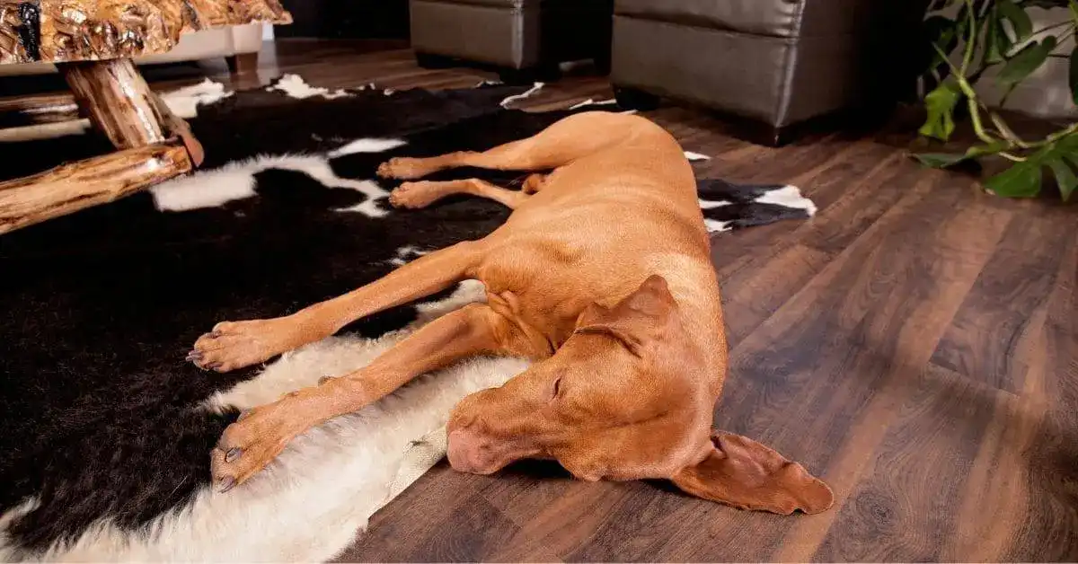 Beginner nose work for dogs (your pup will love it)! 1