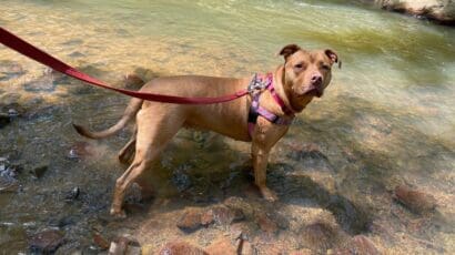 2 Hounds Design Freedom Harness 2 Hounds Design Freedom Harness