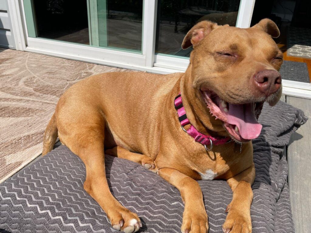 Bully breed laying on diy outdoor dog bed