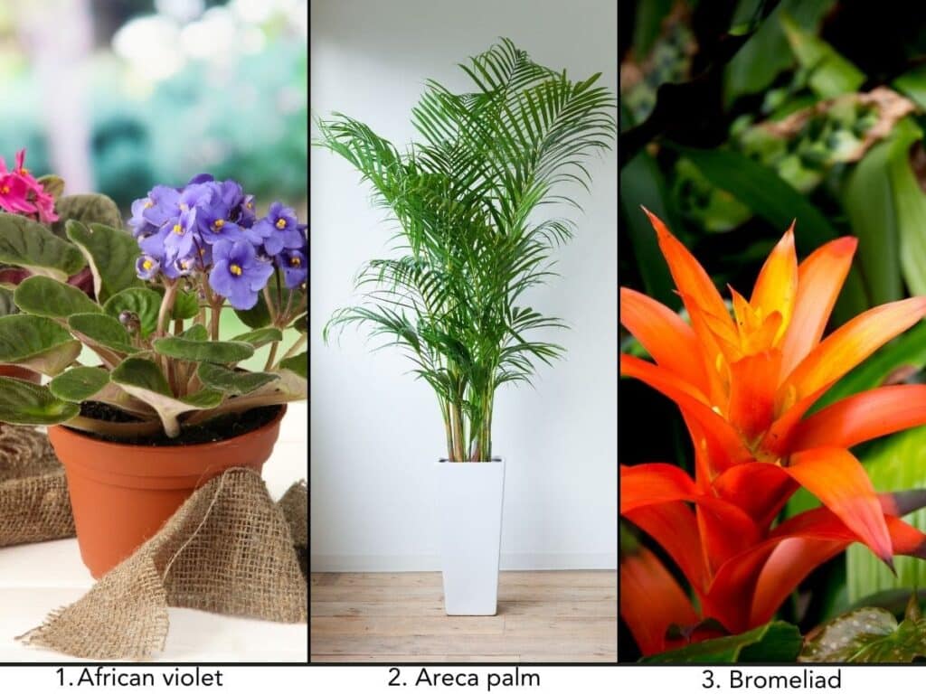 Indoor plants safe for dogs (african violet, areca palm, bromeliad)