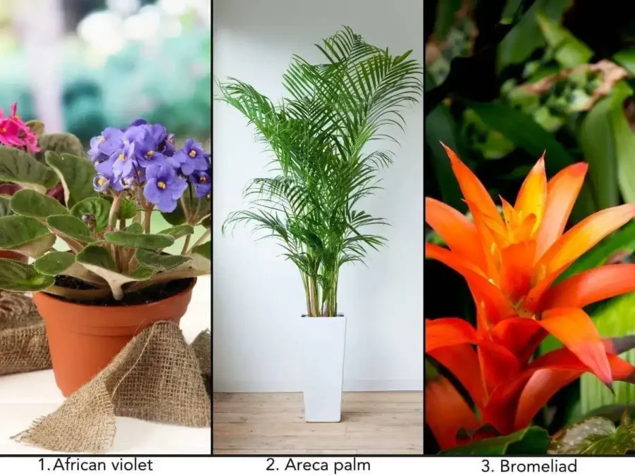 14 Indoor Plants Safe For Dogs: Non-Toxic Houseplants