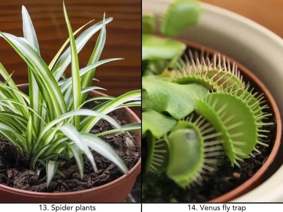14 Indoor Plants Safe For Dogs: Non-Toxic Houseplants