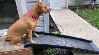 PetSafe Foldable Dog Ramp The best dog ramp for large dogs PetSafe Foldable Dog Ramp The best dog ramp for large dogs