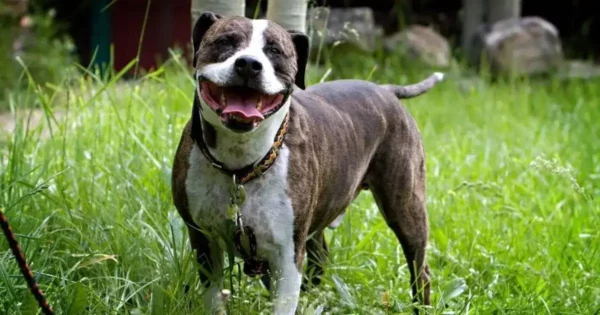 10 outdoor plants safe for dogs you’ll want in your garden