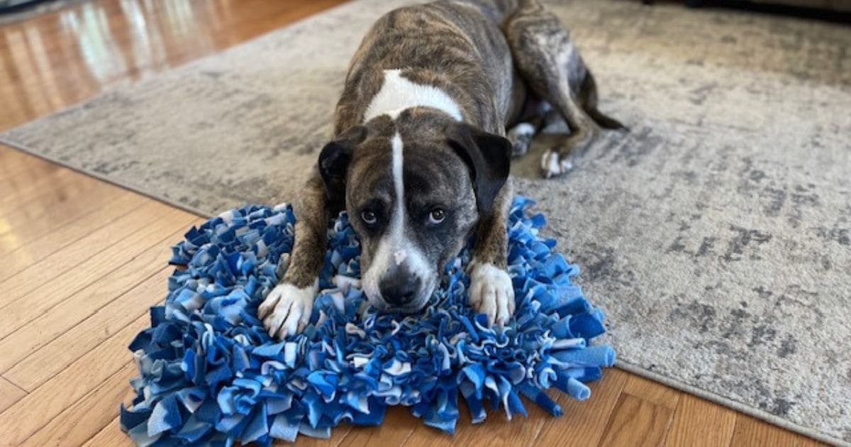 How To Make Your Own DIY Snuffle Mat Your Dog Will Love