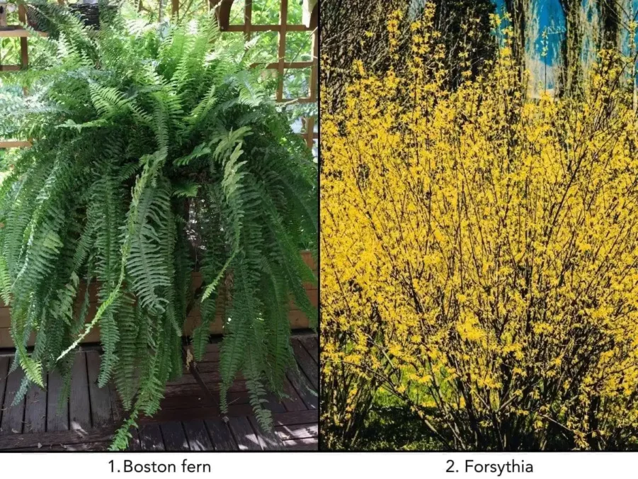 10 Outdoor Plants Safe For Dogs You'll Want In Your Garden