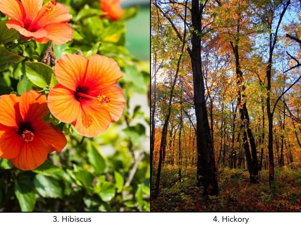 10 Outdoor Plants Safe For Dogs You'll Want In Your Garden