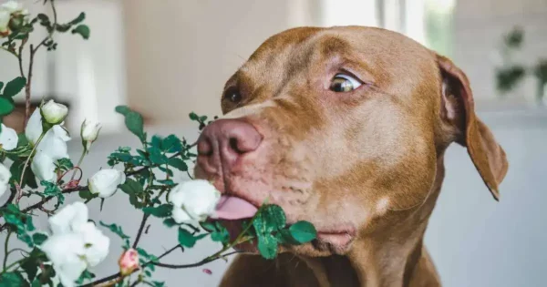 14 indoor plants safe for dogs non-toxic houseplants