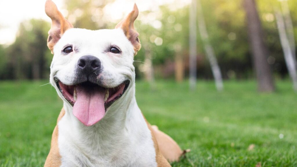 Image of a happy dog with clean teeth showing
