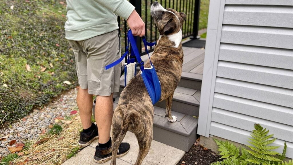 Image of dog using a sling style harness