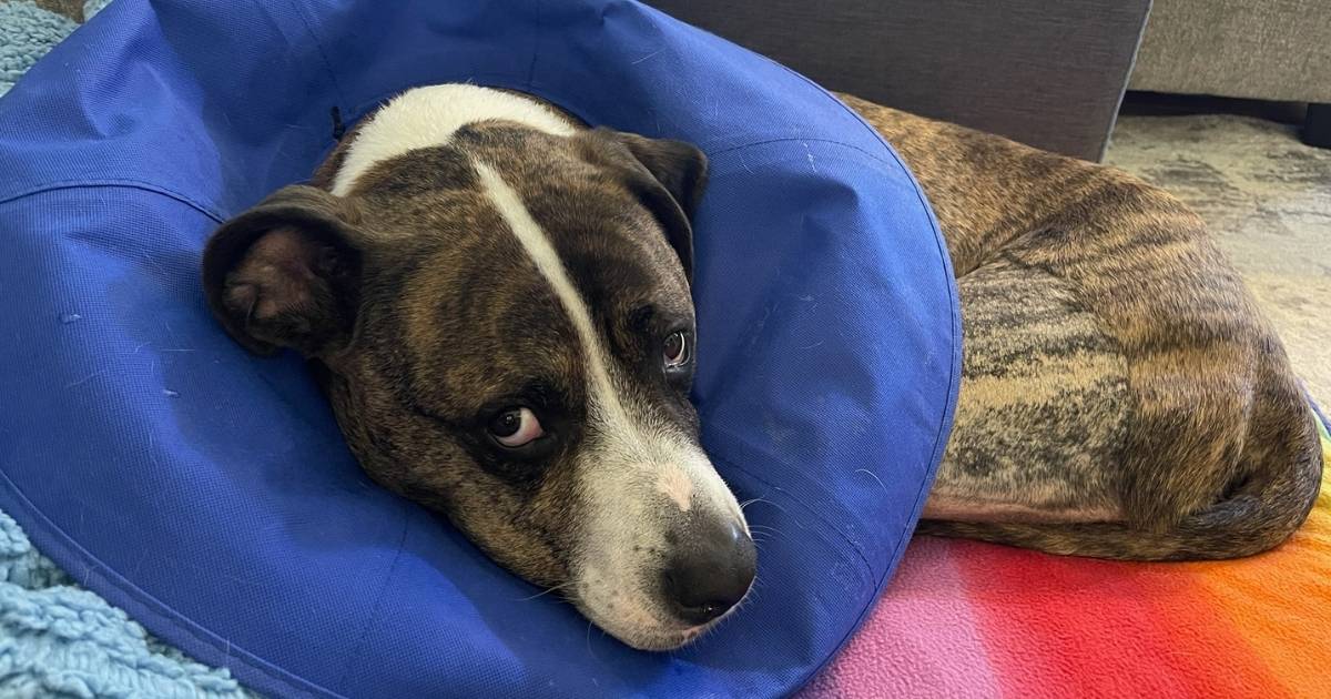 TPLO Surgery Recovery: Top 11 Tips to Help Your Dog