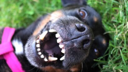 Why Petsmile Dog Toothpaste is the Best Choice for Your Dog Why Petsmile Dog Toothpaste is the Best Choice for Your Dog