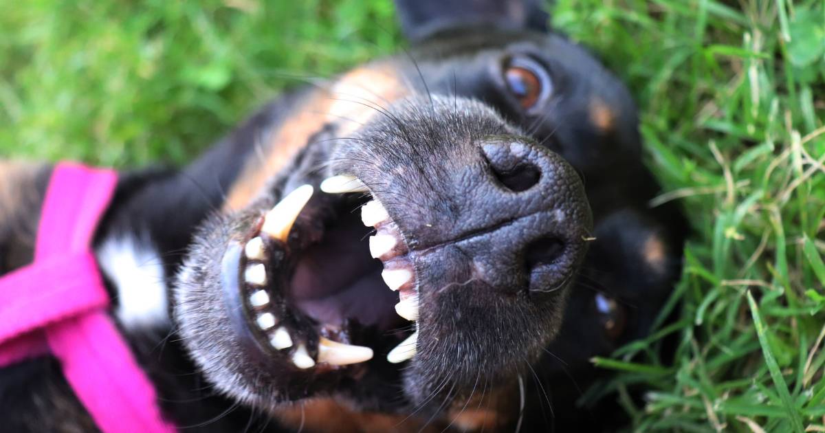 Why Petsmile Dog Toothpaste Is The Best Choice For Your Dog
