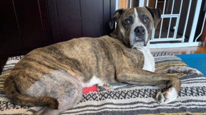 Symptoms of a Torn ACL in Dogs How to Help Your Best Friend Symptoms of a Torn ACL in Dogs How to Help Your Best Friend