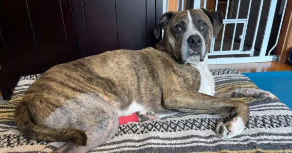 Symptoms of a torn acl in dogs how to help your best friend