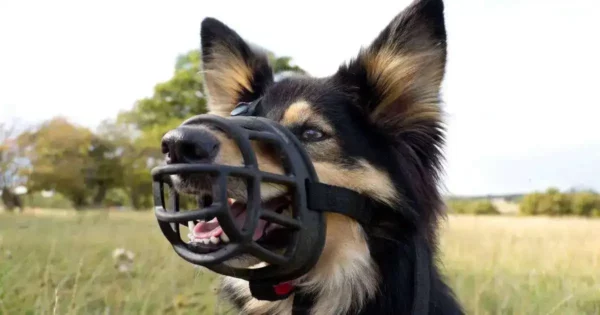 5 easy steps for muzzle training your dog