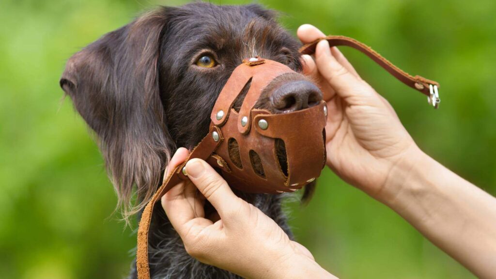 Holding the muzzle in place is an important step prior to buckling the muzzle on your dog