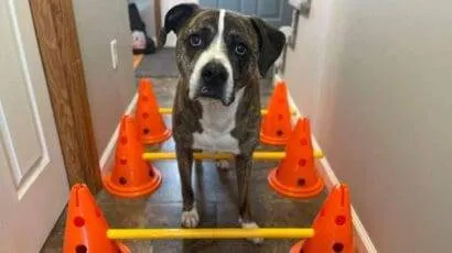 How to use cavaletti for dogs Help your dog enjoy exercise!