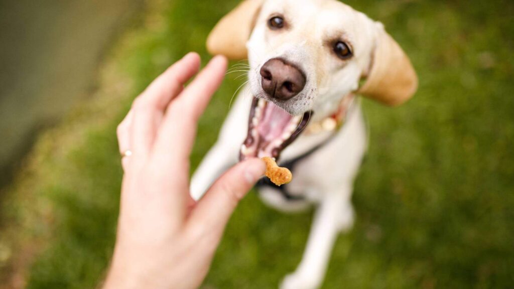Taking treats near a muzzle is the first step of muzzle training