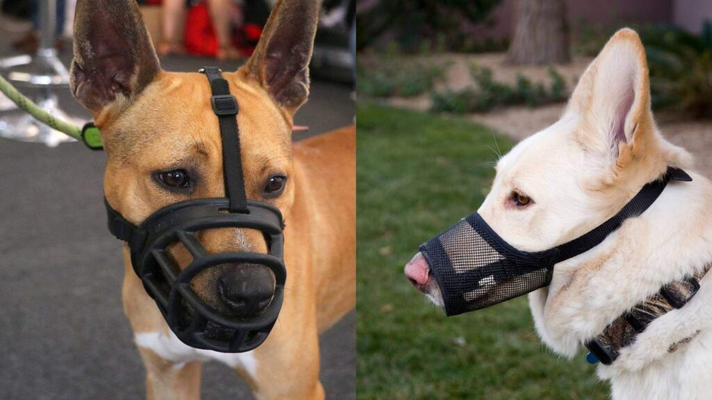 The two primary types of muzzles are basket and soft muzzles