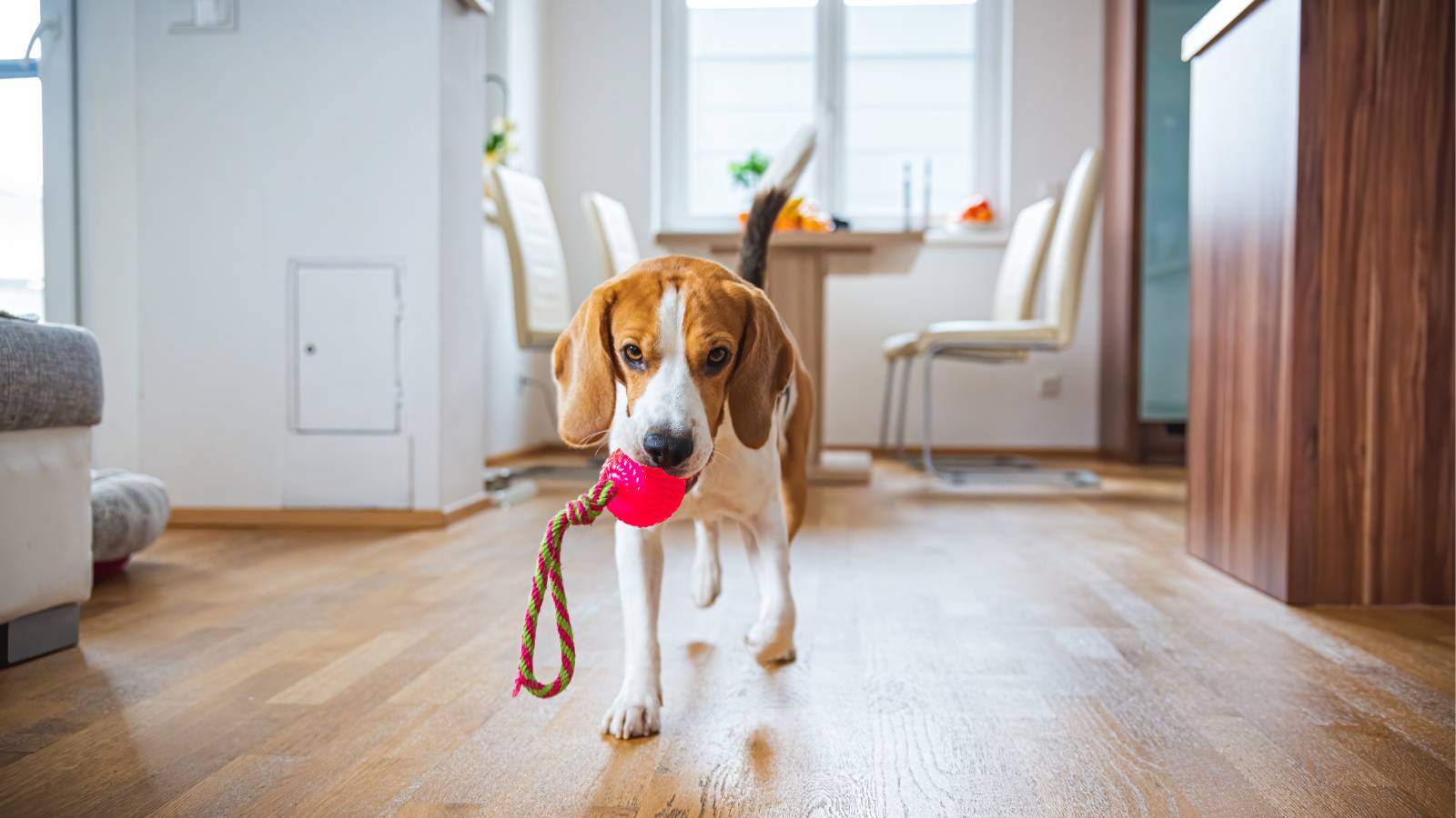 Fetch and tug can be modified to be played inside