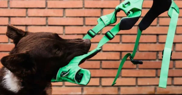 Harness training your dog (the easy way)