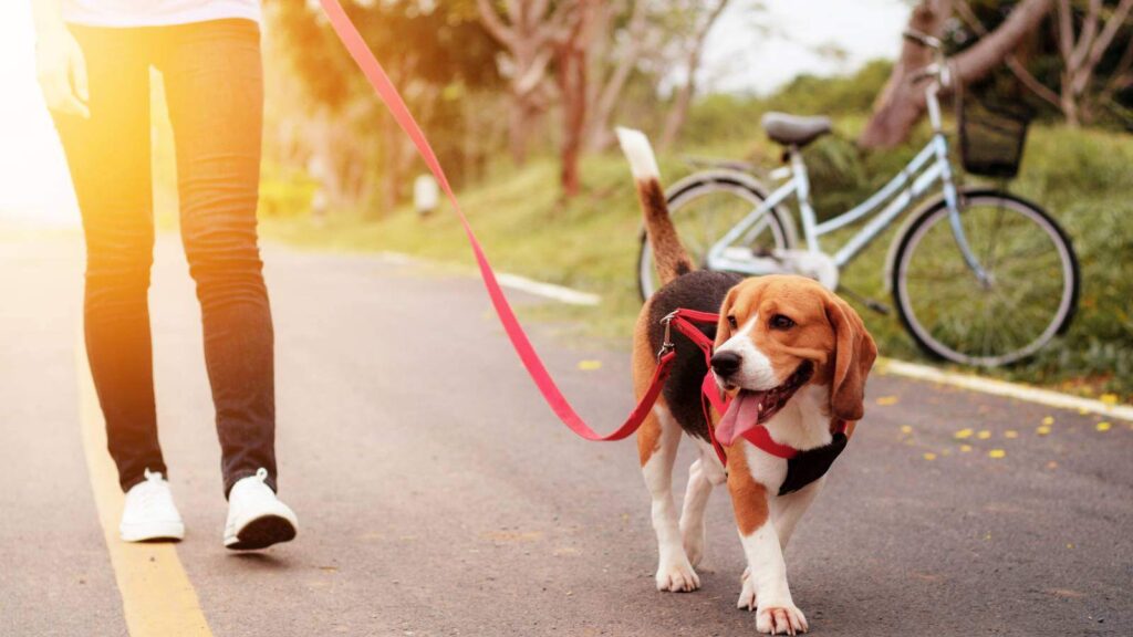 Harnesses can help loose leash walking if used correctly