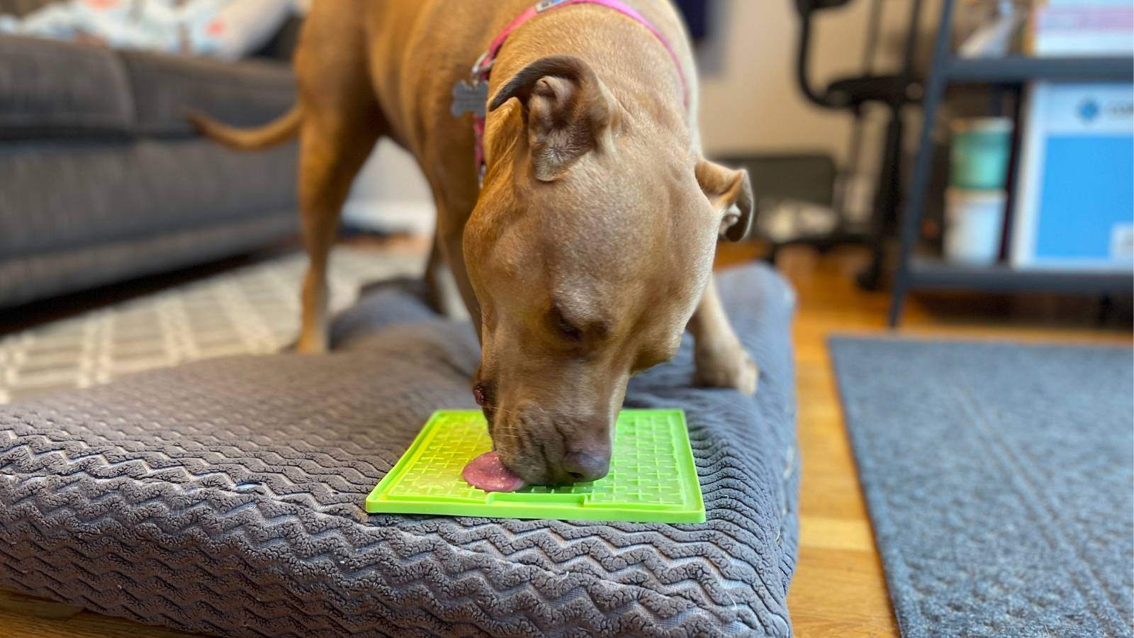 Licking mats helped us get through CCL surgery recovery with Goomba