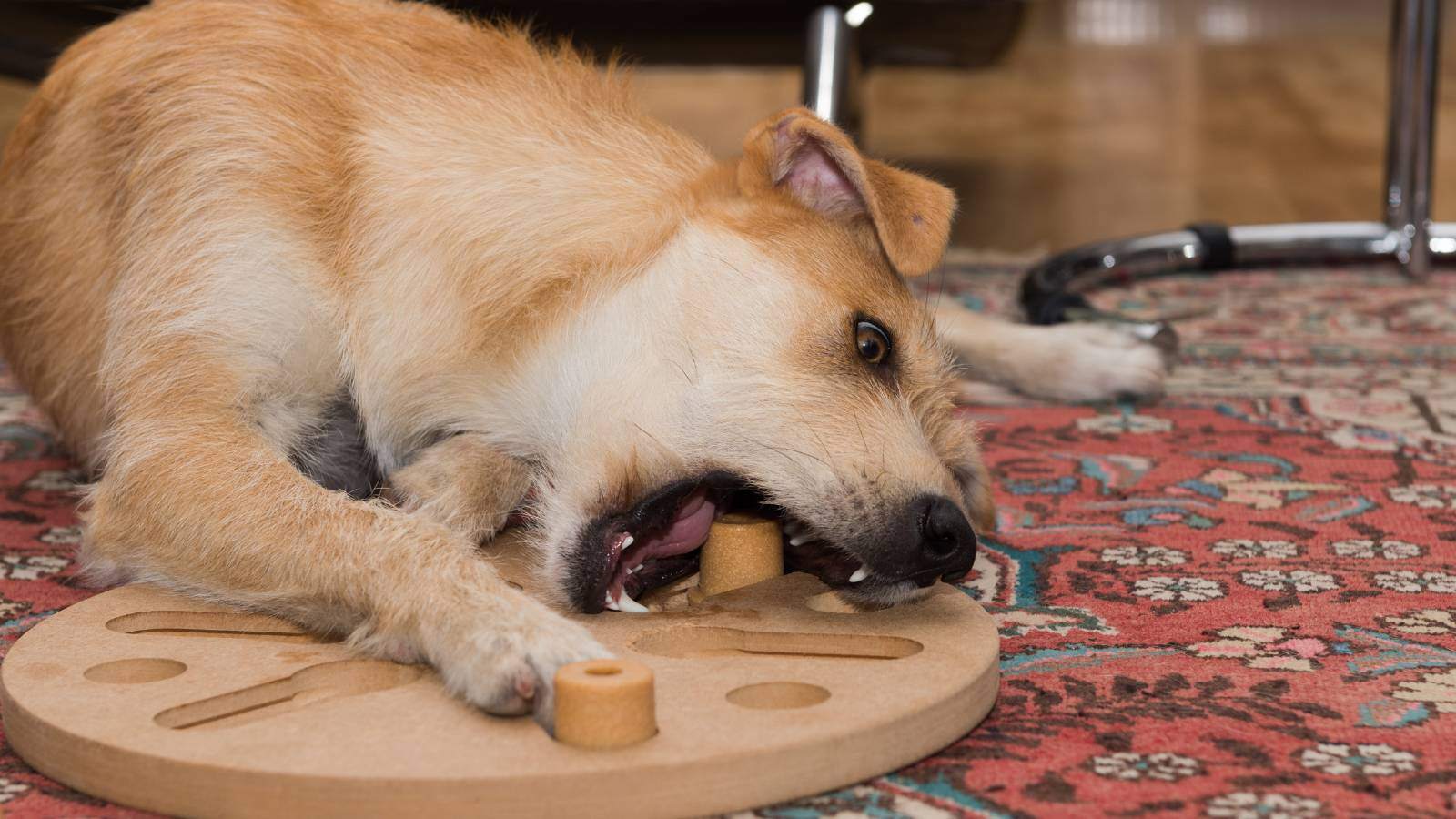 Using puzzles is a great way to help your dog use their brain