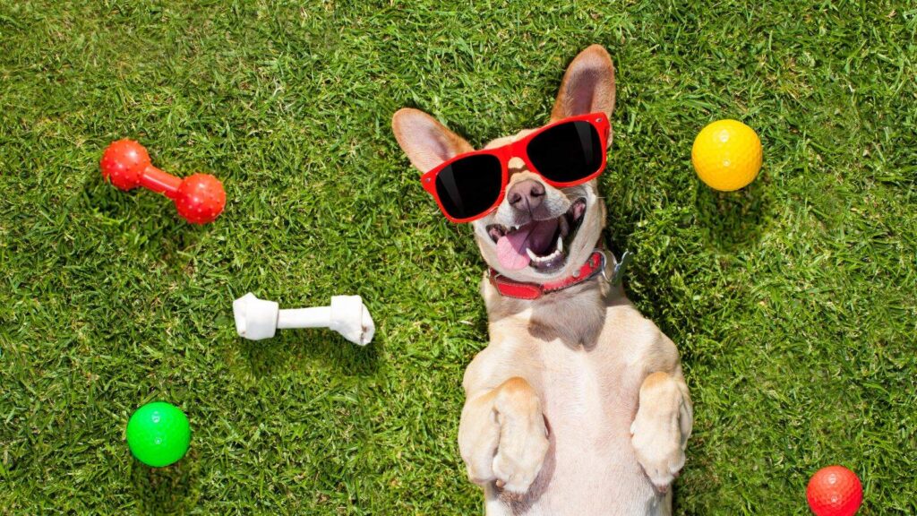 Dog laying on his back in grass with glasses on and toys around him