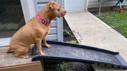 Making an agility dog walk can be a fun easy experience Making an agility dog walk can be a fun & easy experience