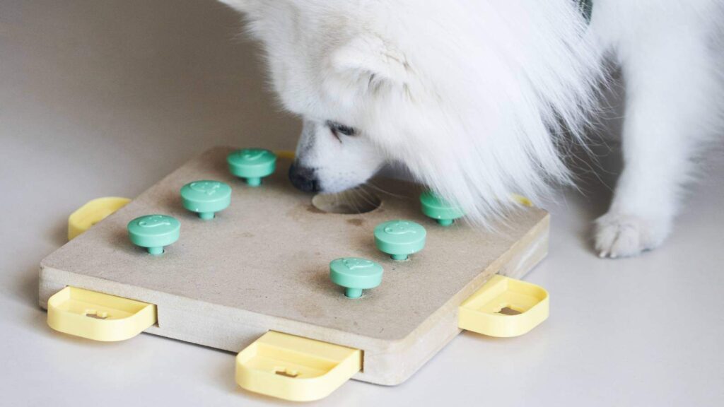 Small white dog using a puzzle board