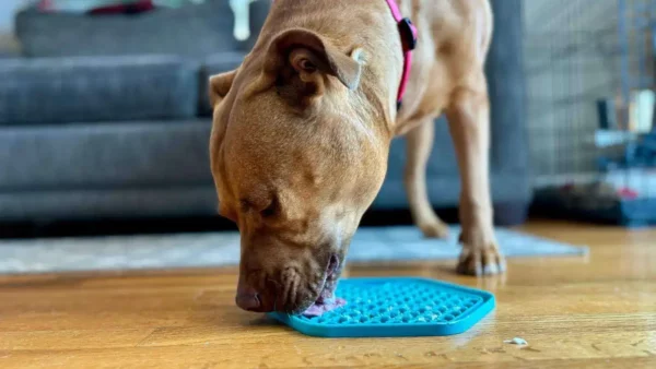 11 easy dog lick mat ideas to entertain your pup!