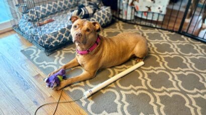 3 Step DIY Flirt Pole An Easy Way to Entertain Your Dog 3 Step DIY Flirt Pole An Easy Way to Entertain Your Dog