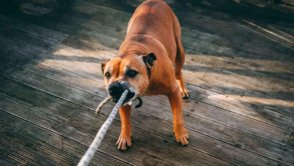 3-step diy flirt pole: an easy way to entertain your dog 1