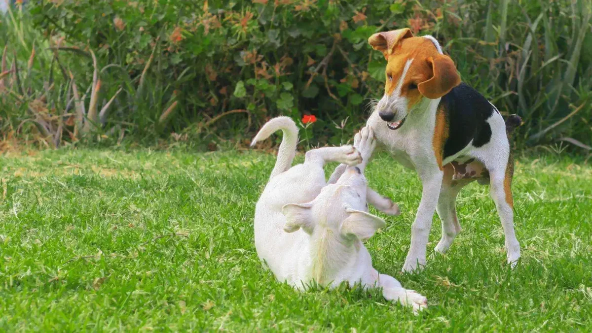3-step diy flirt pole: an easy way to entertain your dog 2