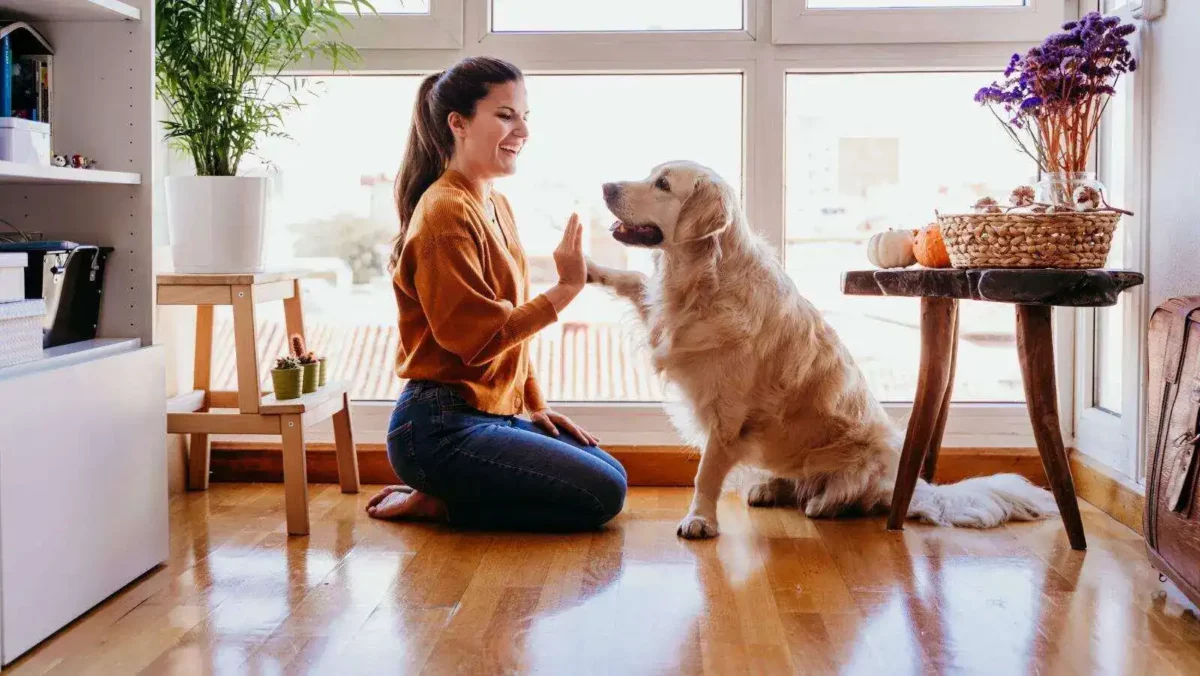 3-step diy flirt pole: an easy way to entertain your dog 3