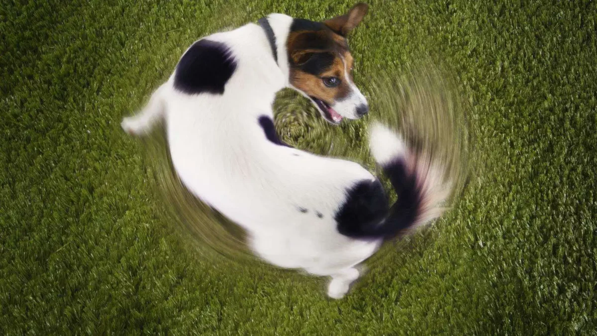 3-step diy flirt pole: an easy way to entertain your dog 4