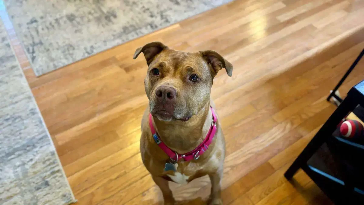 3-step diy flirt pole: an easy way to entertain your dog