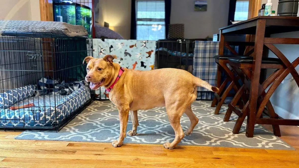 3-step diy flirt pole: an easy way to entertain your dog 10